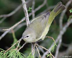Orange-crowned Warbler - Vermivora celata