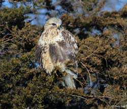Rough-legged Hawk - Buteo lagopus