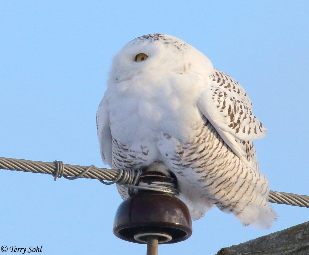 Snowy Owl - Bubo scandiacus