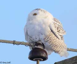 Snowy Owl - Bubo scandiacus