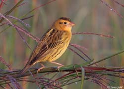 Bobolink - Dolichonyx oryzivorus