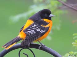 Blatimore Oriole - Icterus galbula