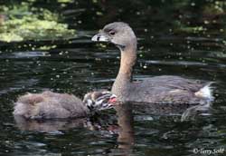 Pied-billed Grebe - Podilymbus podiceps