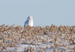 Snowy Owl - Bubo scandiacus