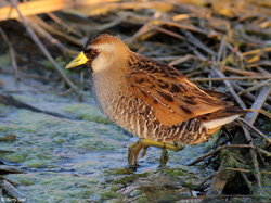 Sora - Porzana carolina