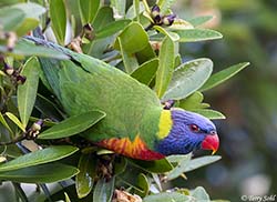 Rainbow Lorikeet - Trichoglossus moluccanus