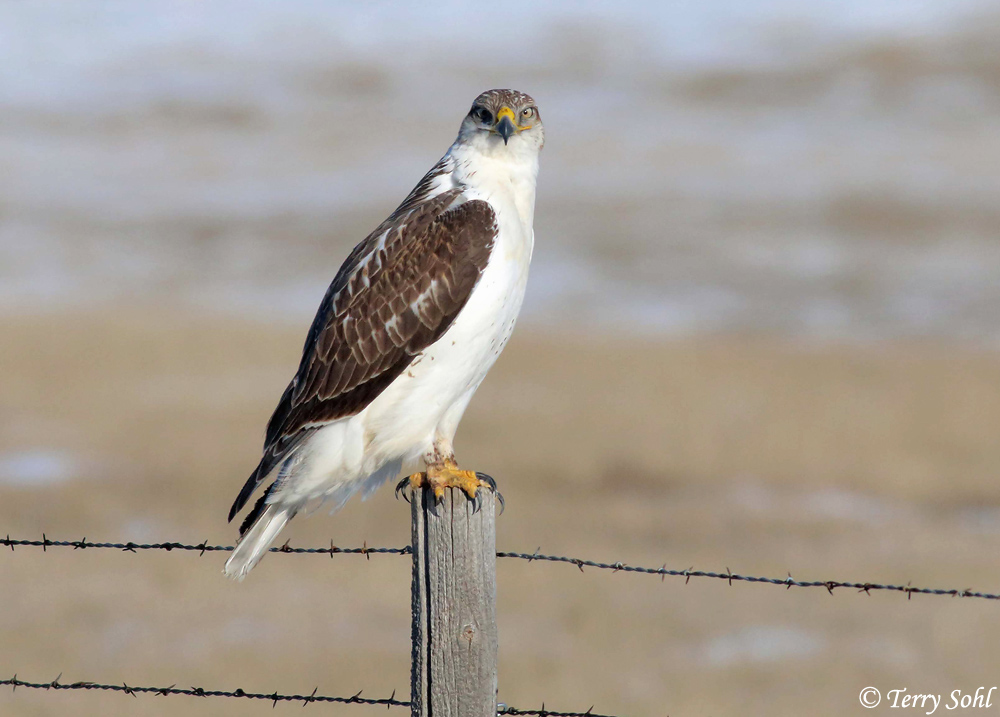 Ferruginous Hawk - Buteo regalis