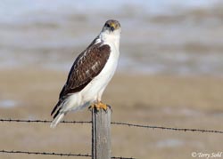 Ferruginous Hawk - Buteo regalis