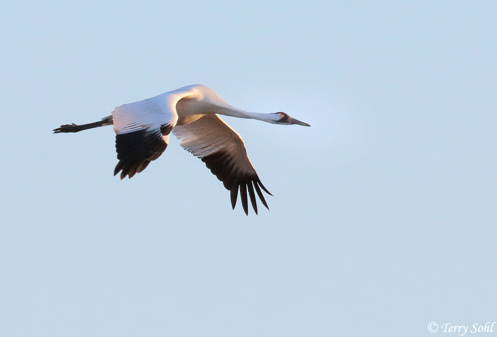 Whooping Crane - Grus americana