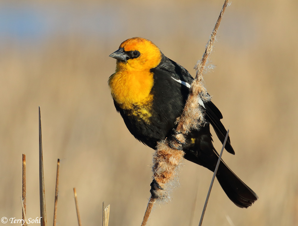 Yellow-headed Blackbird - Xanthocephalus xanthocephalus