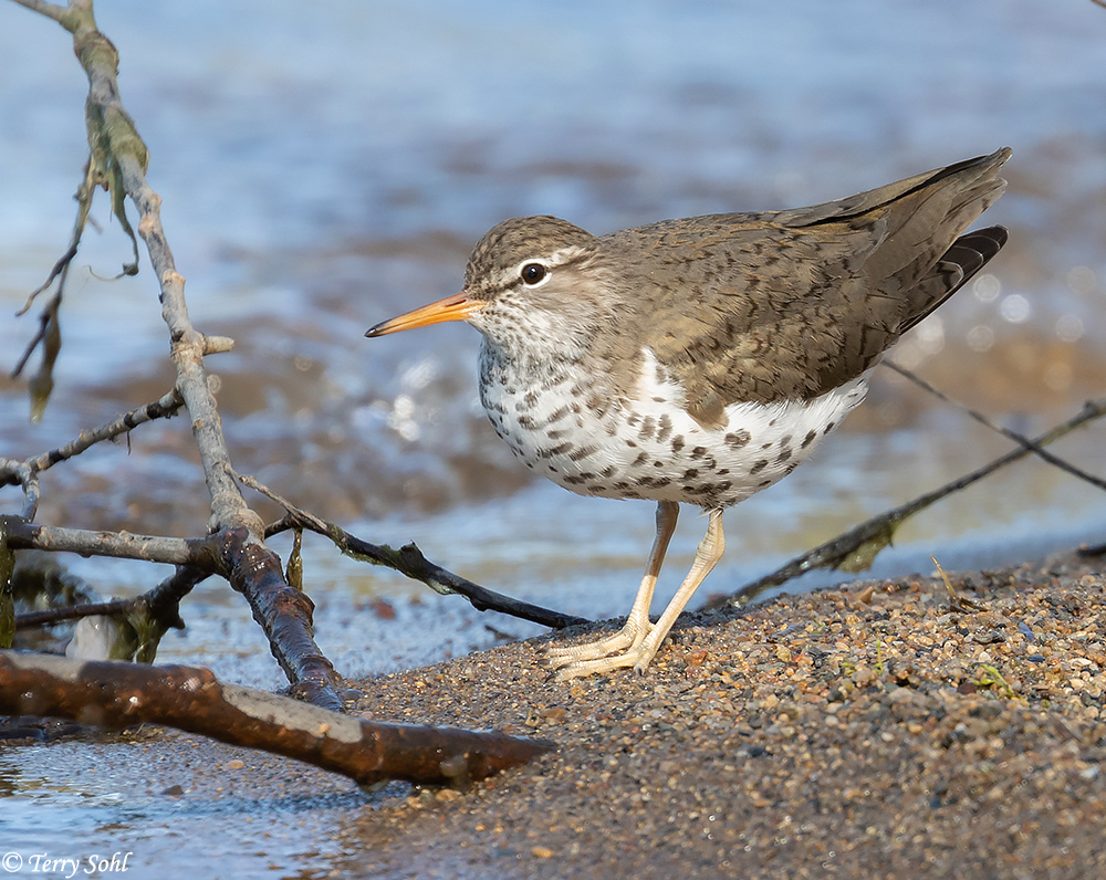 Spotted Sandpiper - Actitis macularius