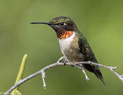 Ruby-throated Hummingbird - Archilochus colubris