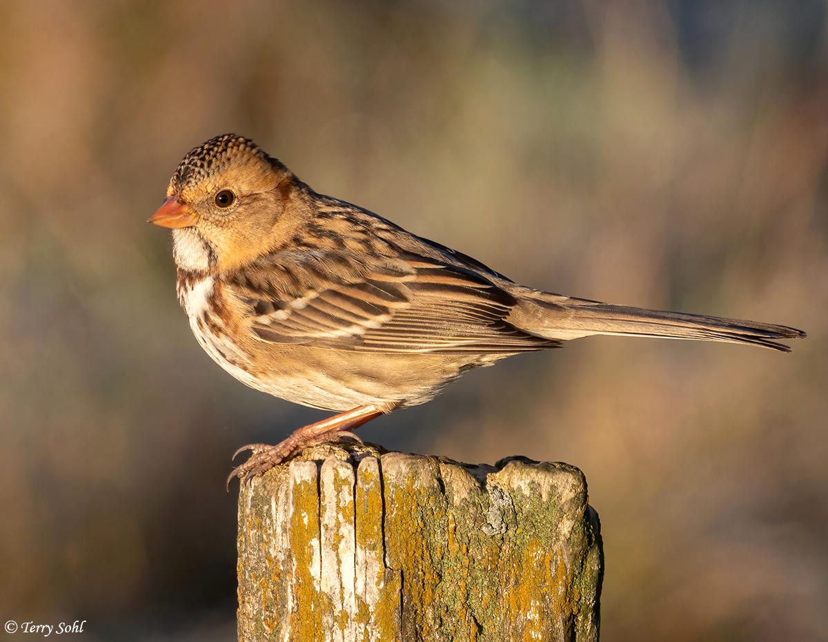 Harris's Sparrow - Zonotrichia querula