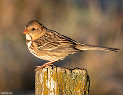 Harris's Sparrow - Zonotrichia querula