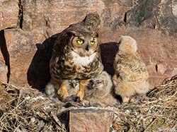 Great Horned Owl - Bubo virginianus