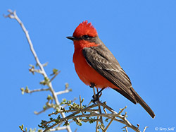 Vermilion Flycatcher - Pyrocephalus obscurus