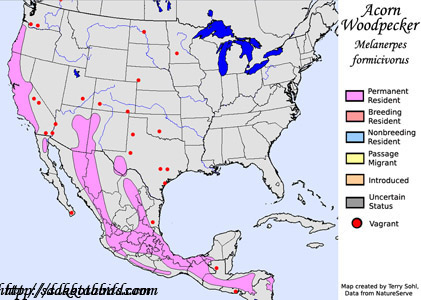 Range map for Acorn Woodpecker