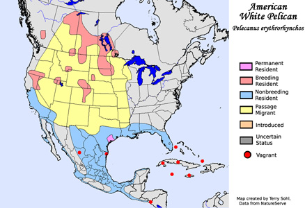 American White Pelican range map