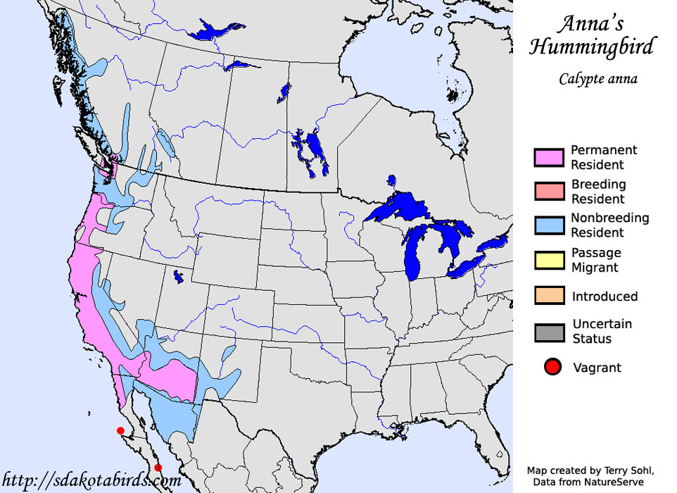 Anna's Hummingbird - Calypte anna - Range Map