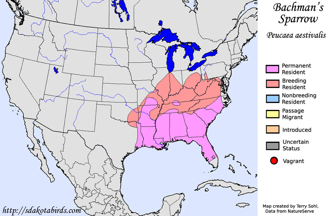 Bachman's Sparrow - North American Range Map