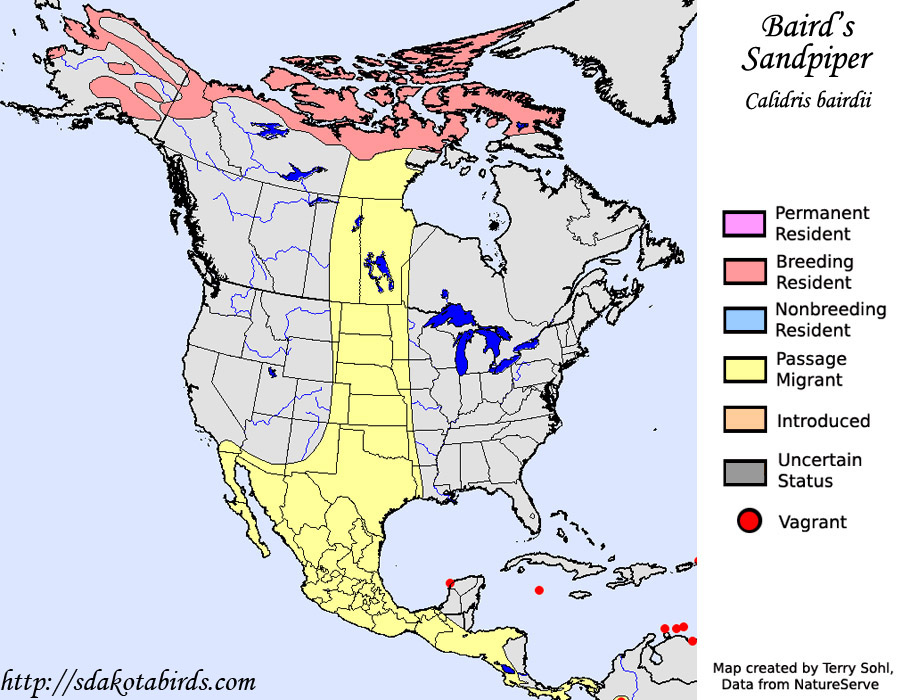 Baird's Sandpiper - Range Map