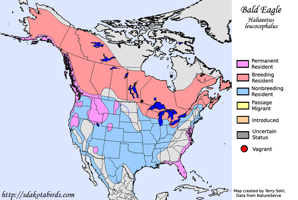 Bald Eagle - Haliaeetus leucocephalus - Range Map