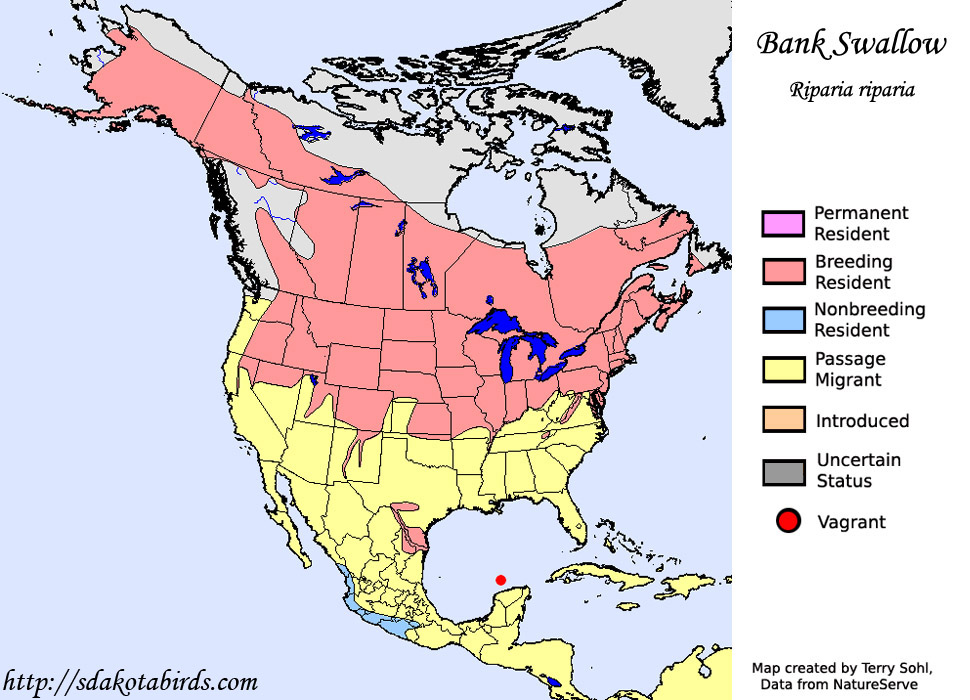 Bank Swallow - Range Map