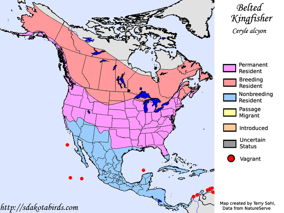 Belted Kingfisher - Ceryle alcyon - Range Map