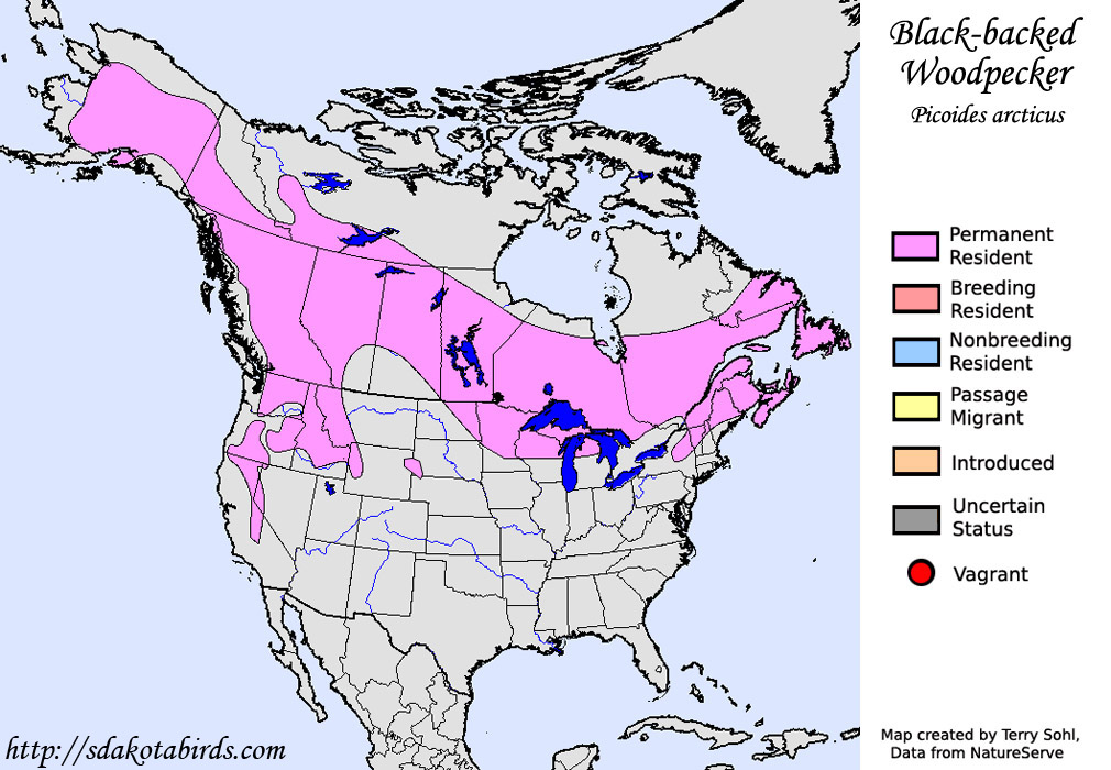 Black-backed Woodpecker - Picoides arcticus - Range Map