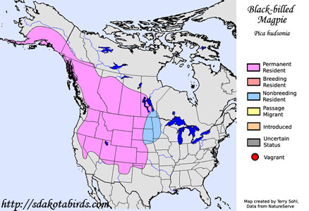 Black-billed Magpie range map