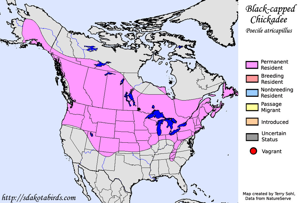 Black-capped Chickadee - Range Map