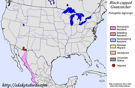 Black-capped Gnatcatcher range map