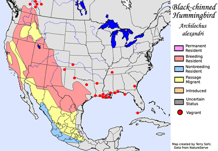 Black-chinned Hummingbird range map