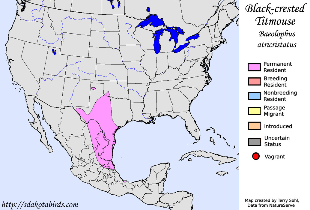 Black-crested Titmouse - Baeolophus atricristatus