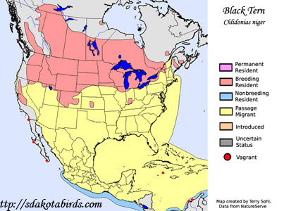 Black Tern range map