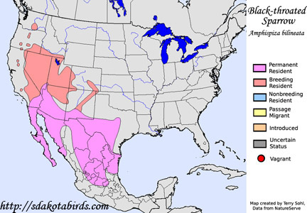 Black-throated Sparrow range map