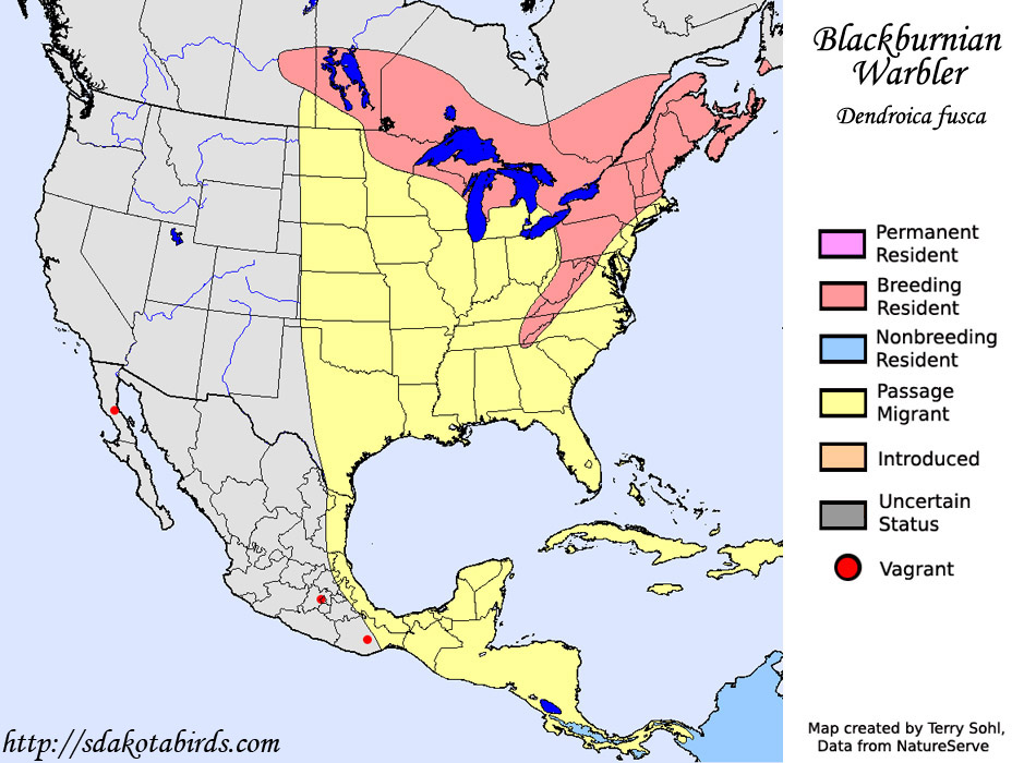 Blackburnian Warbler - Range Map