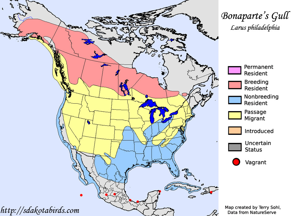Bonaparte's Gull - Range Map