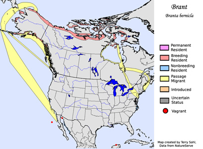 Brant range map