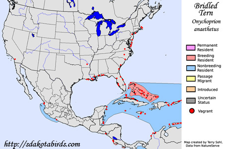 Bridled Tern range map