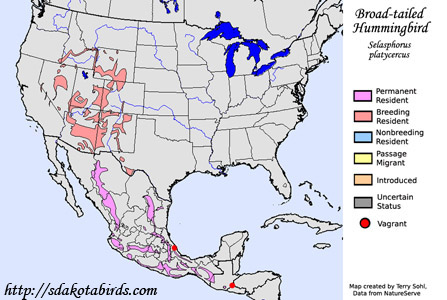 Broad-tailed Hummingbird range map