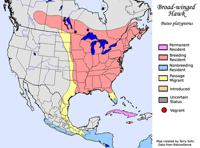 Broad-winged Hawk - Range Map