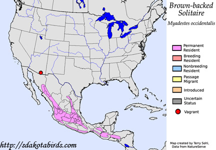 Brown-backed Solitaire range map