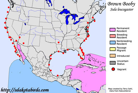 Brown Booby range map