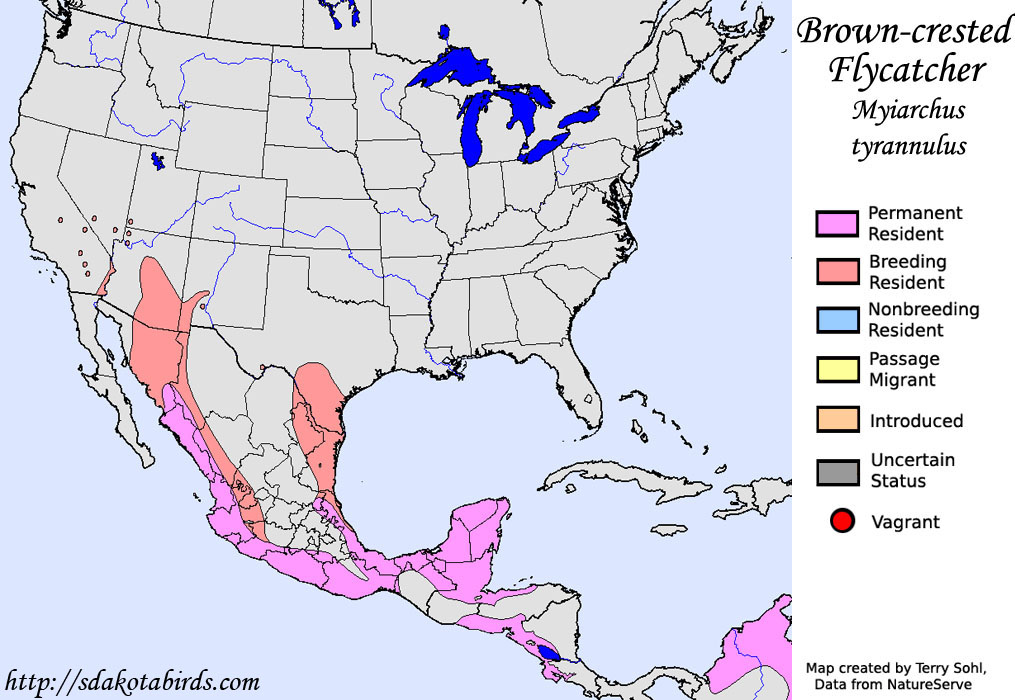 Brown-crested Flycatcher - Myiarchus tyrannulus
