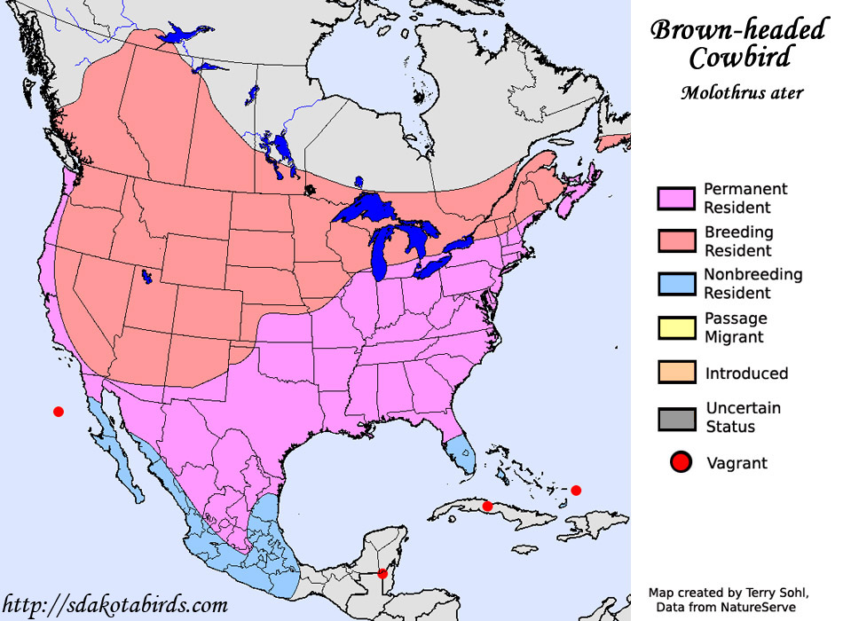 Brown-headed Cowbird - Species Range map