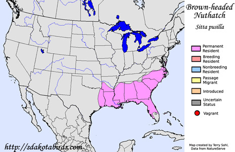 Brown-headed Nuthatch range map
