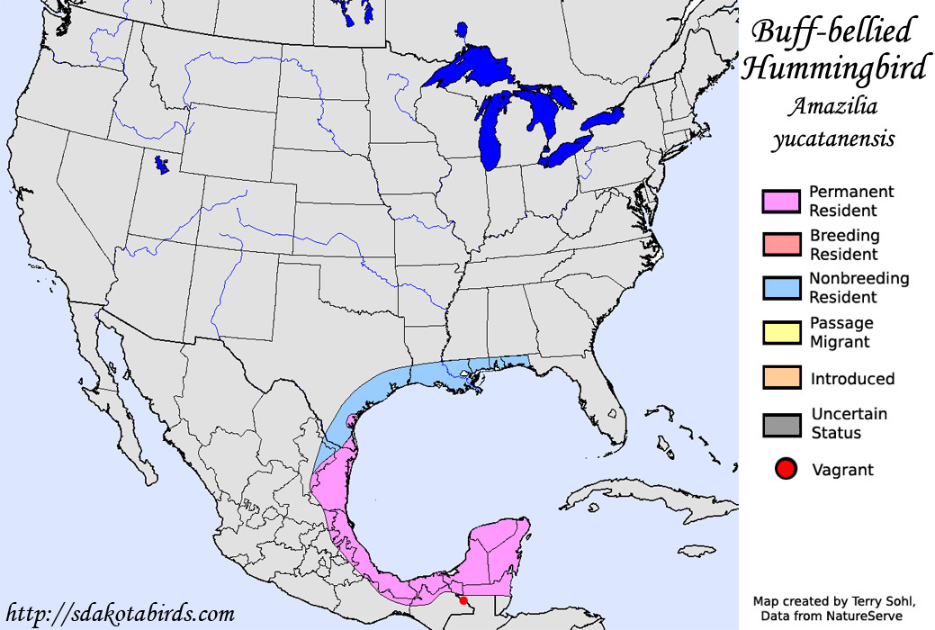 Buff-bellied Hummingbird - North American Range Map