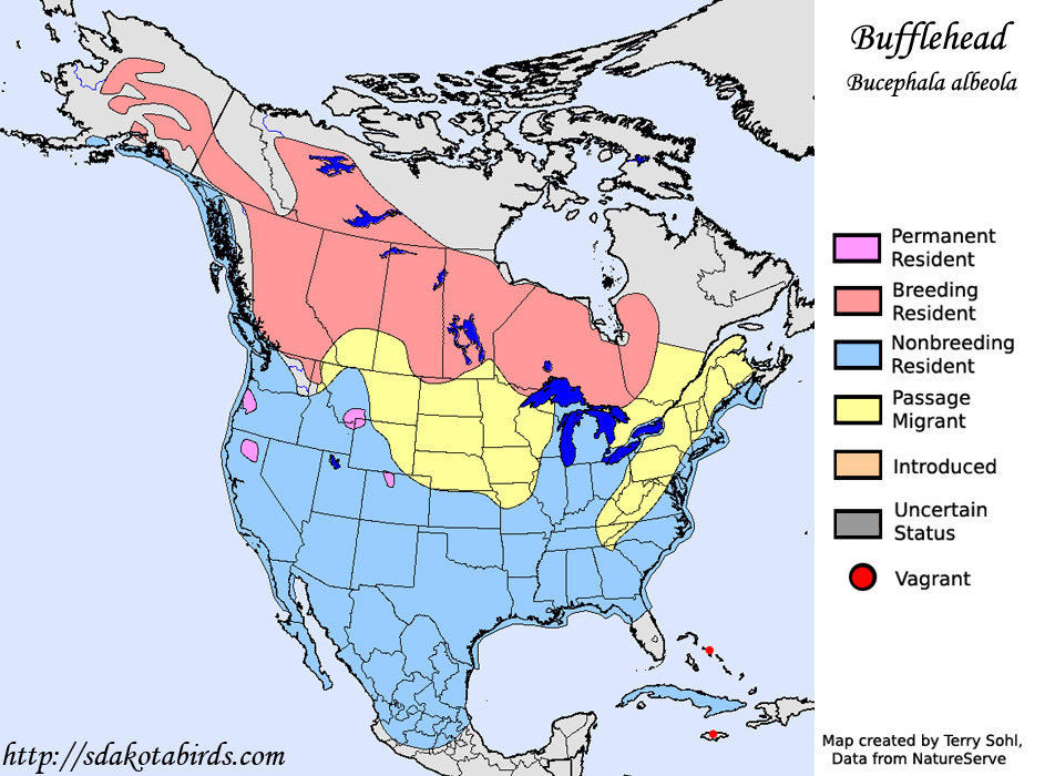 Bufflehead - Range Map