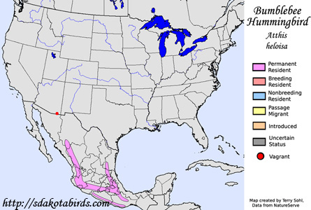 Bumblebee Hummingbird range map